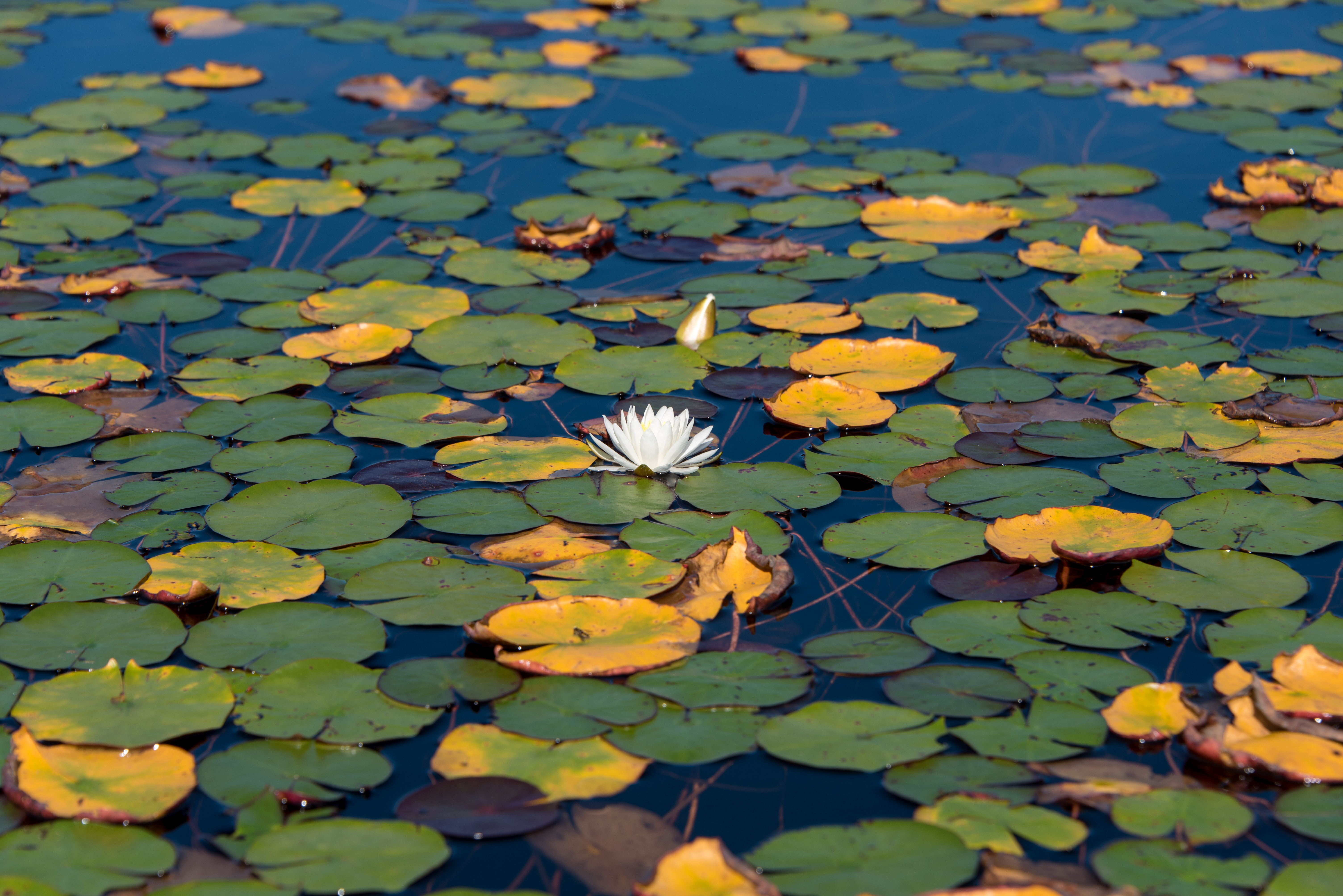 einzelne Seerose inmitten vieler Blätter. Stellt eine Spezielle Sache unter vielen gewöhnlichen dar.