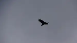 Vogel welcher im grauen Himmel fliegt