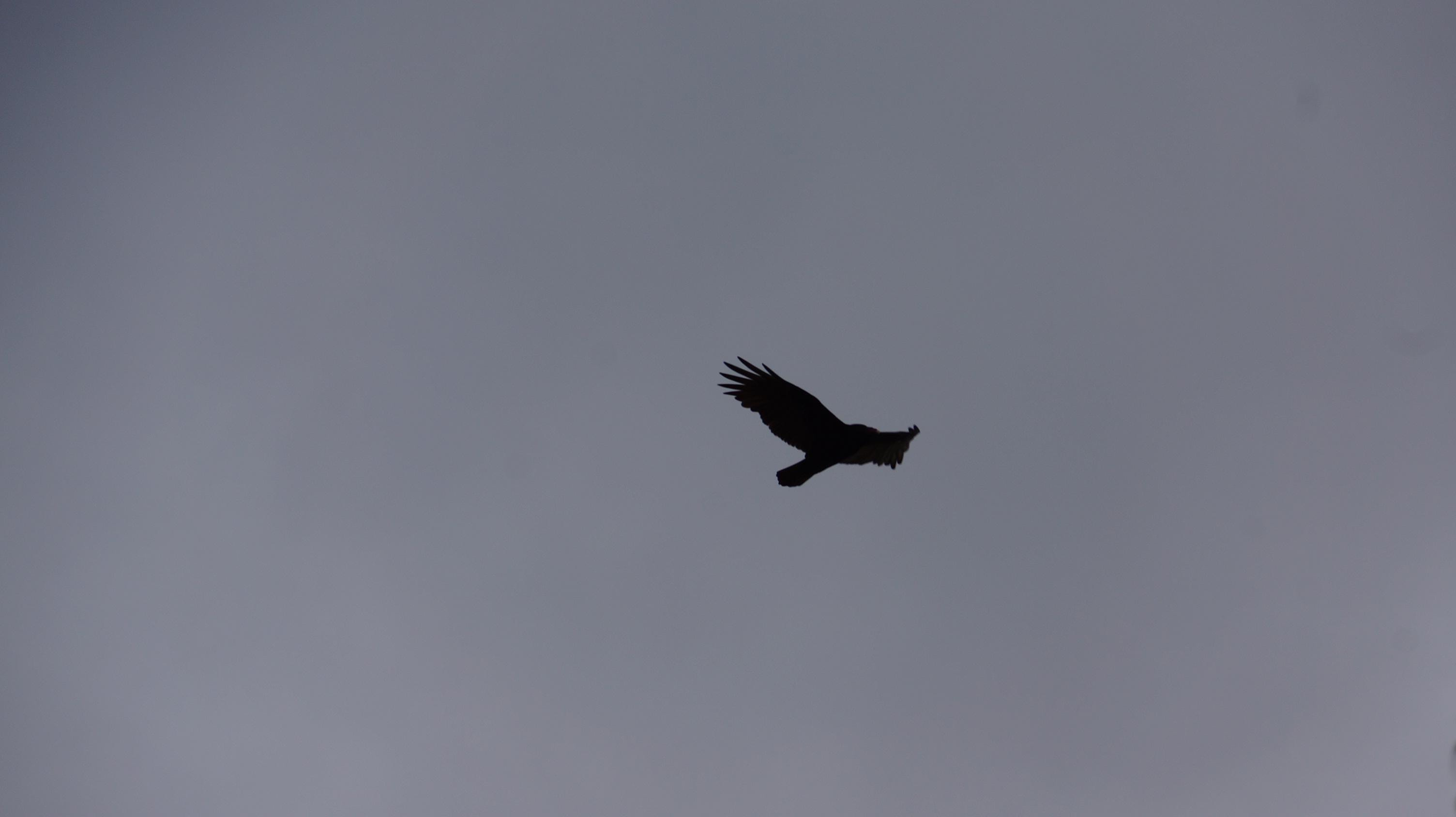 Vogel welcher im grauen Himmel fliegt